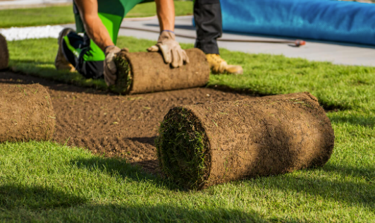 Laying rolled sod on a lawn, with a worker in gloves smoothing the turf.