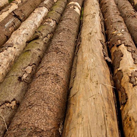 Pile Of Tree Logs Pile Of Tree Logs