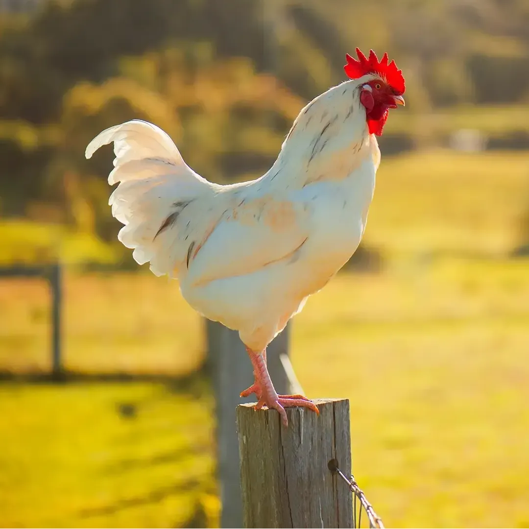 Chicken MSM - Pet Food Ingredient Specials - APAC Ingredients NZ
