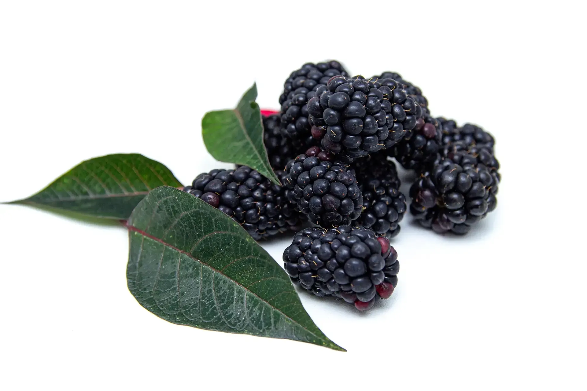 Boysenberry Powder - NUTRACEUTICAL PRODUCTS - APAC INGREDIENTS