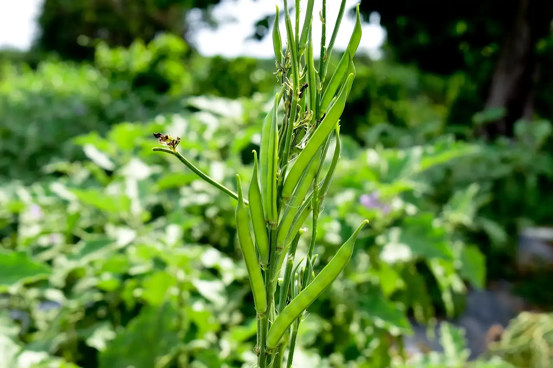 Guar Gum - NUTRACEUTICAL PRODUCTS - APAC INGREDIENTS