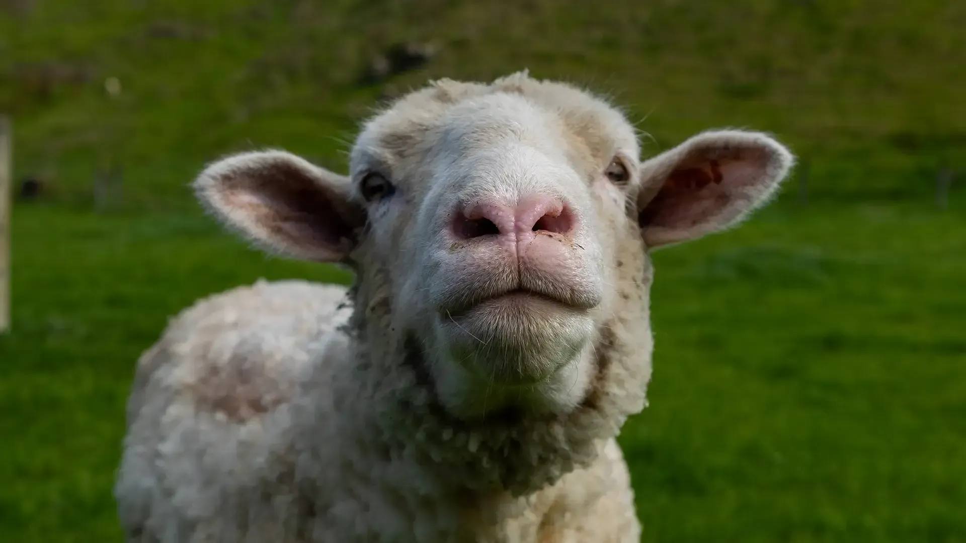 Lamb Tripe- Pet Food Ingredients - APAC Ingredients NZ