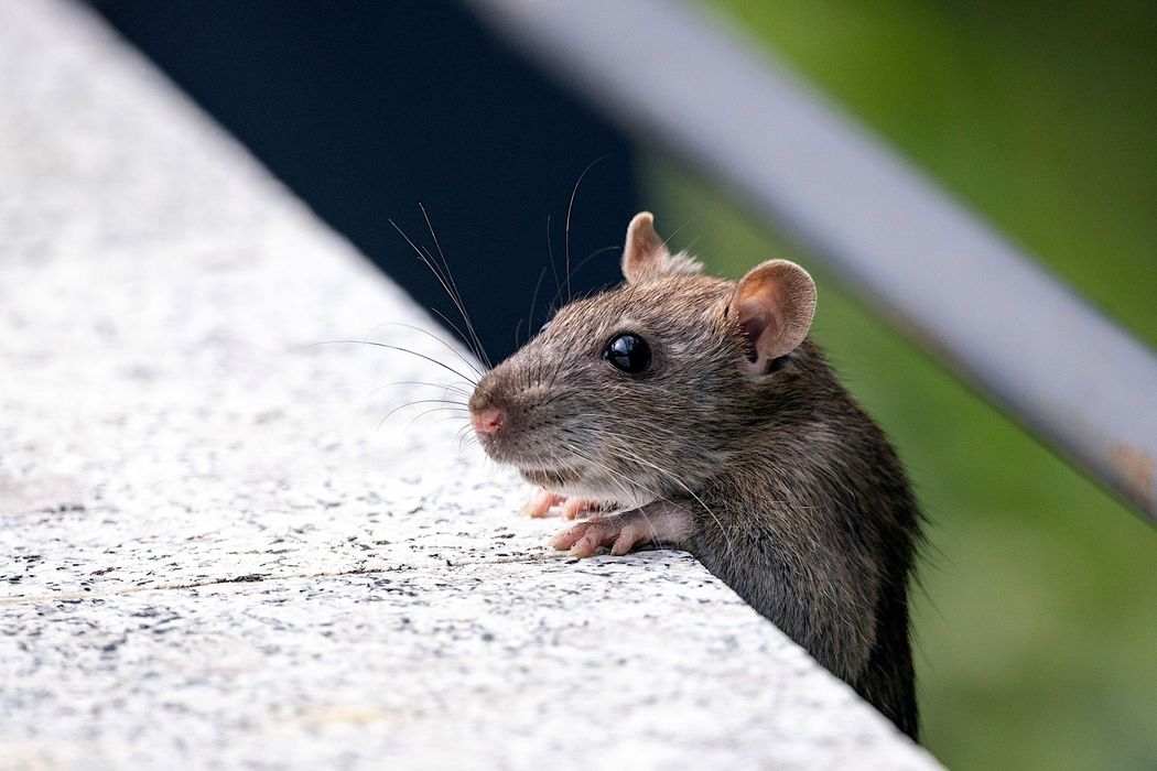 Brown rat peeking over a concrete ledge, with green background blurred behind it