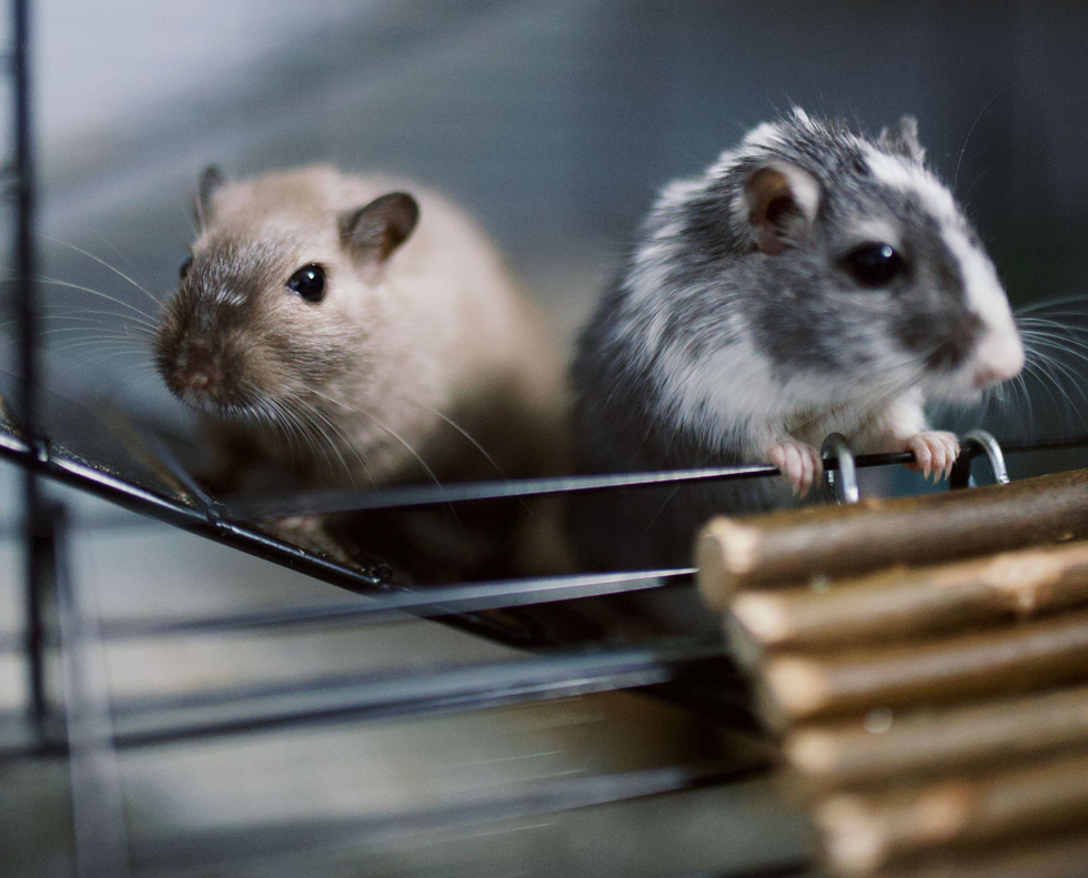 Two small gray-and-tan gerbils perched on a wire cage, one in front and one behind.