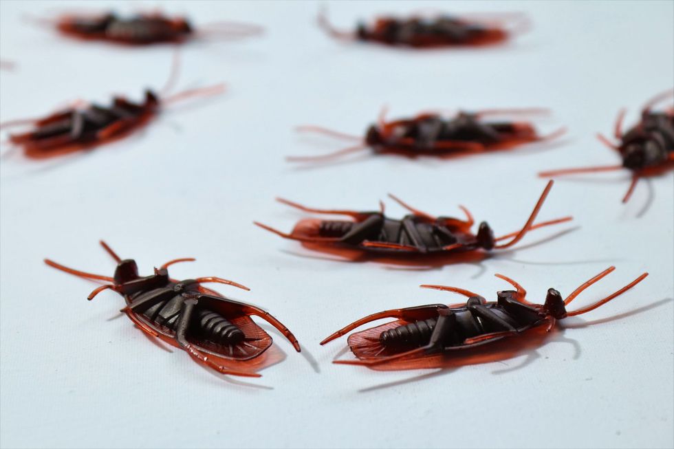 Several dead cockroaches scattered on a white surface