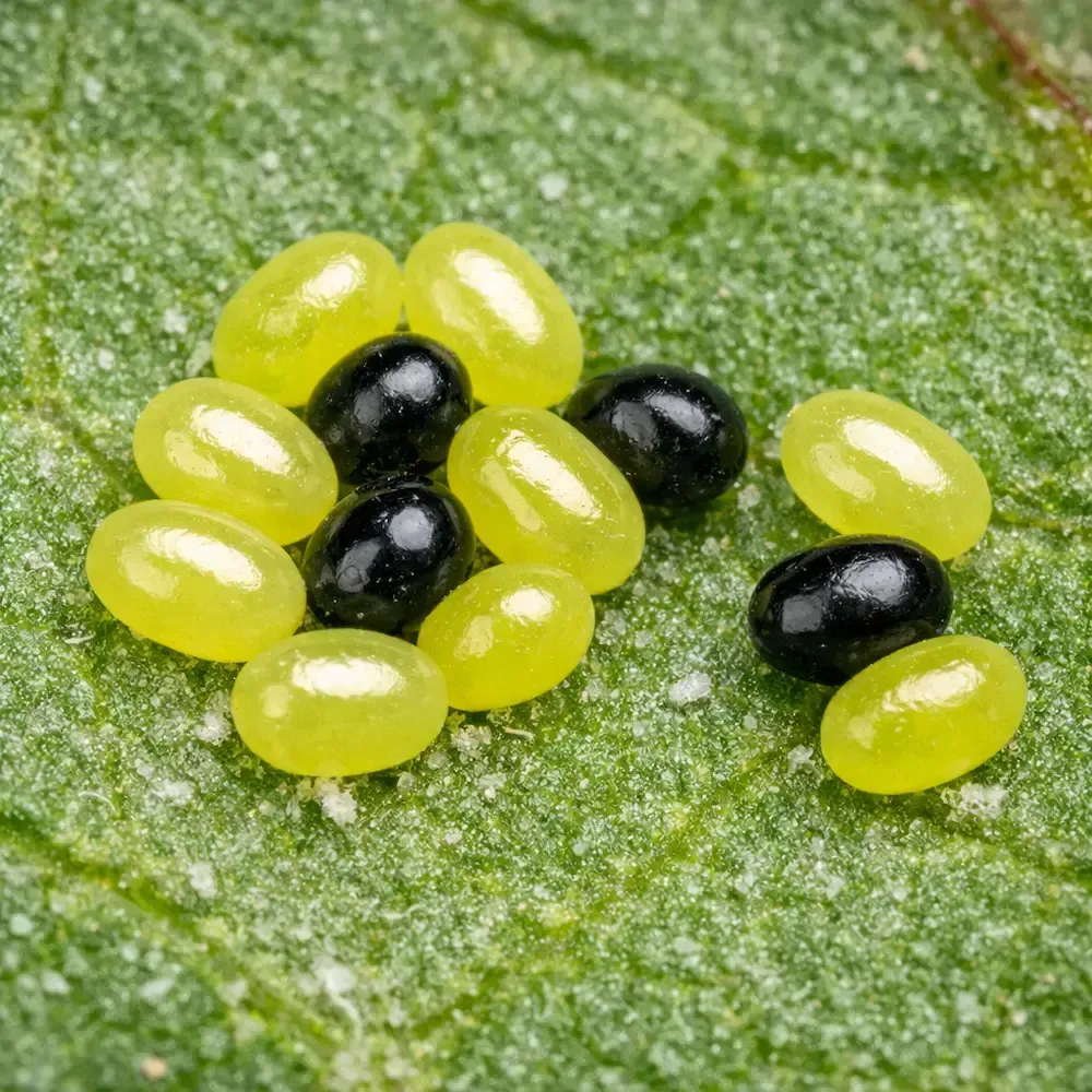 Close‑up of glossy yellow‑green and black aphid eggs clustered on a textured green leaf surface.