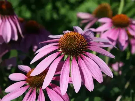 Purple coneflowers in bloom with orange-brown centers in a garden