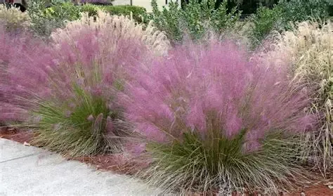 Pink Gulf Muhly ornamental grass in a garden bed beside a walkway