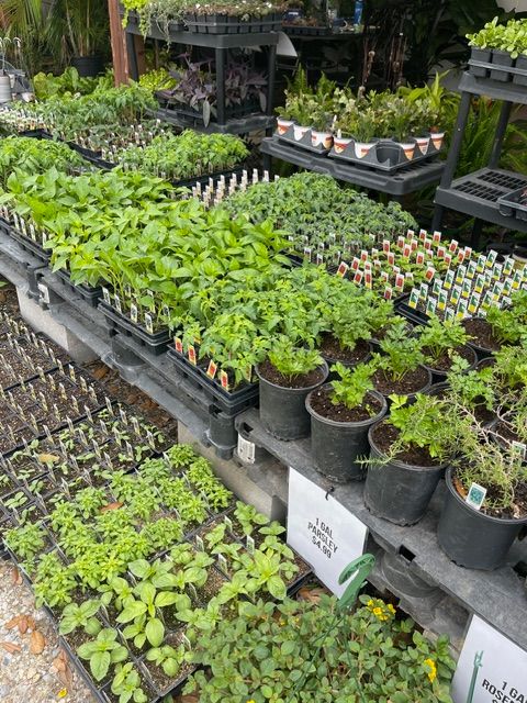 Outdoor display of locally grown vegetable plants at Beau Monde Nursery