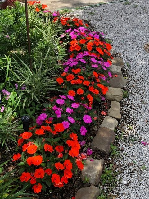 Impatients plants installed by Beau Monde Lafayette, LA