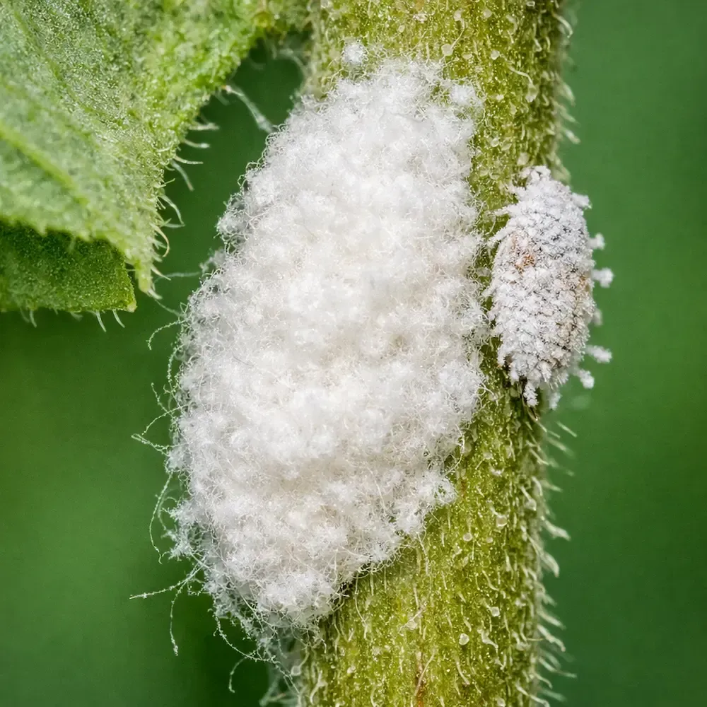 Close‑up of white cottony mealybug egg sac attached to a green plant stem beside a small oval adult mealybug.
