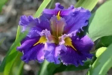Purple iris flower with yellow accents against green leaves