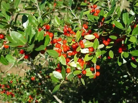 Close-up of a Yaupon Holly shrub with glossy green leaves and clusters of bright red berries