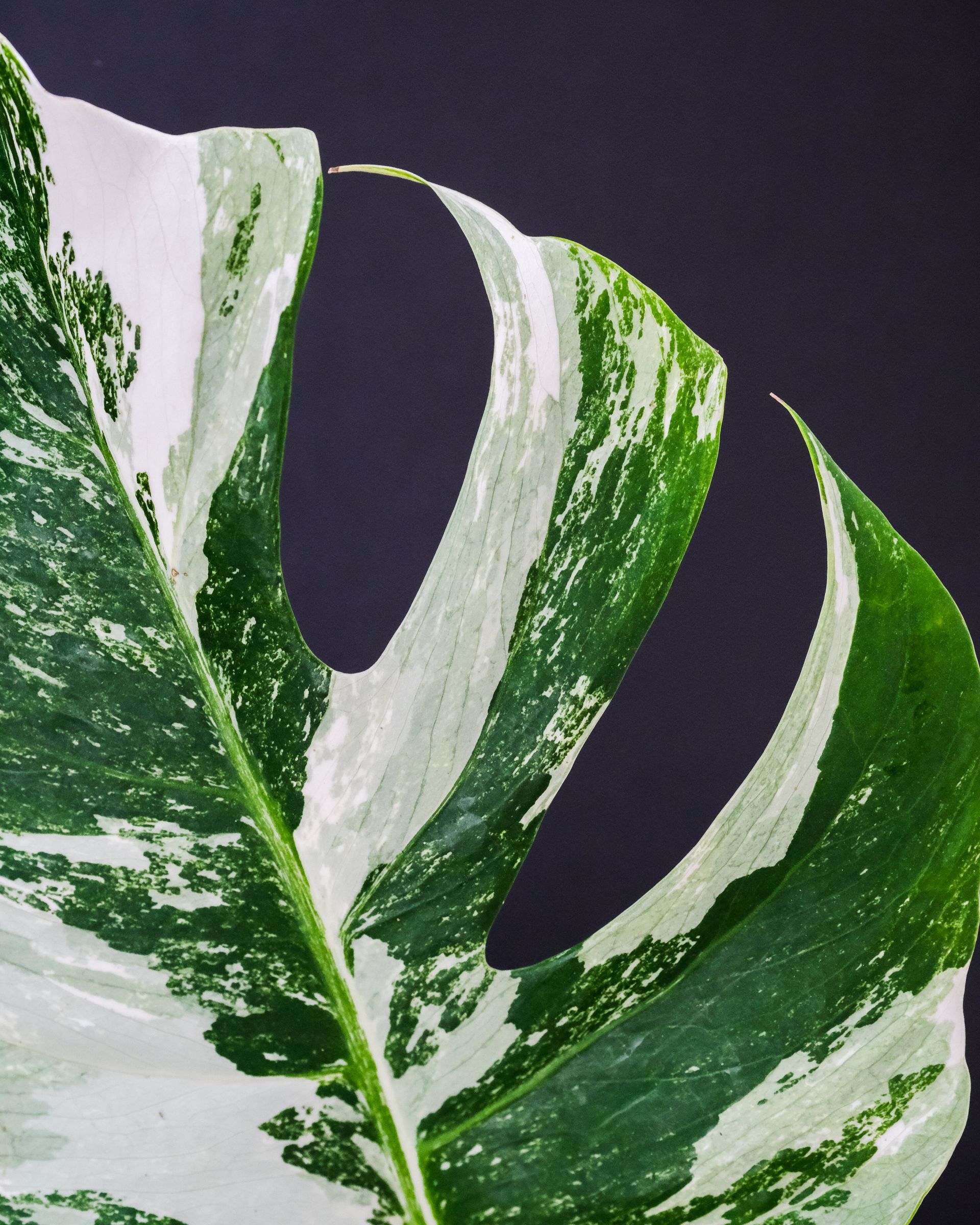Close-up of a variegated Monstera leaf with white and dark green mottled patterns against a dark gray background.