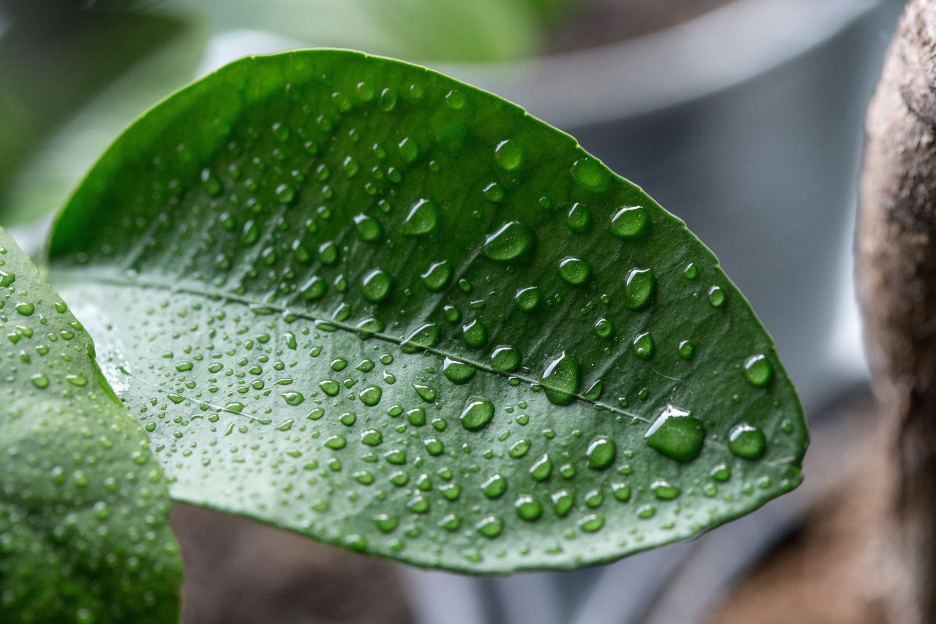 A close-up of a green leaf covered in small water droplets, set against a blurred background.