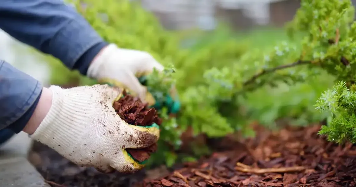 Hands in textured gardening gloves spread dark wood mulch around the base of a green plant in a garden bed.