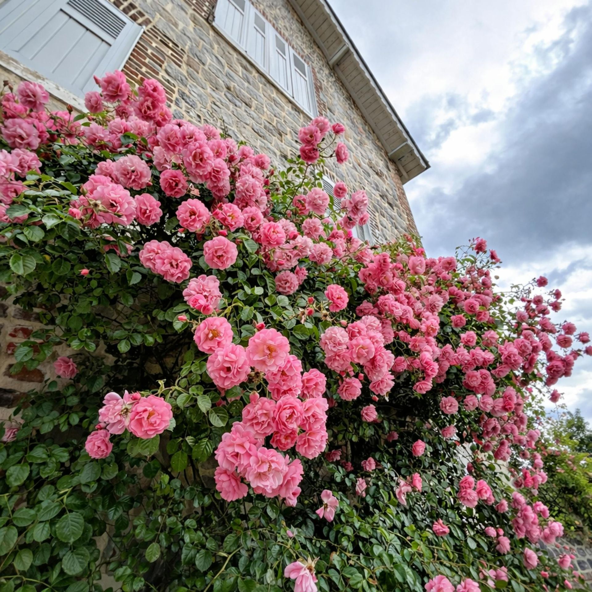 Peggy Martin climbing rose blooming on a brick wall.
