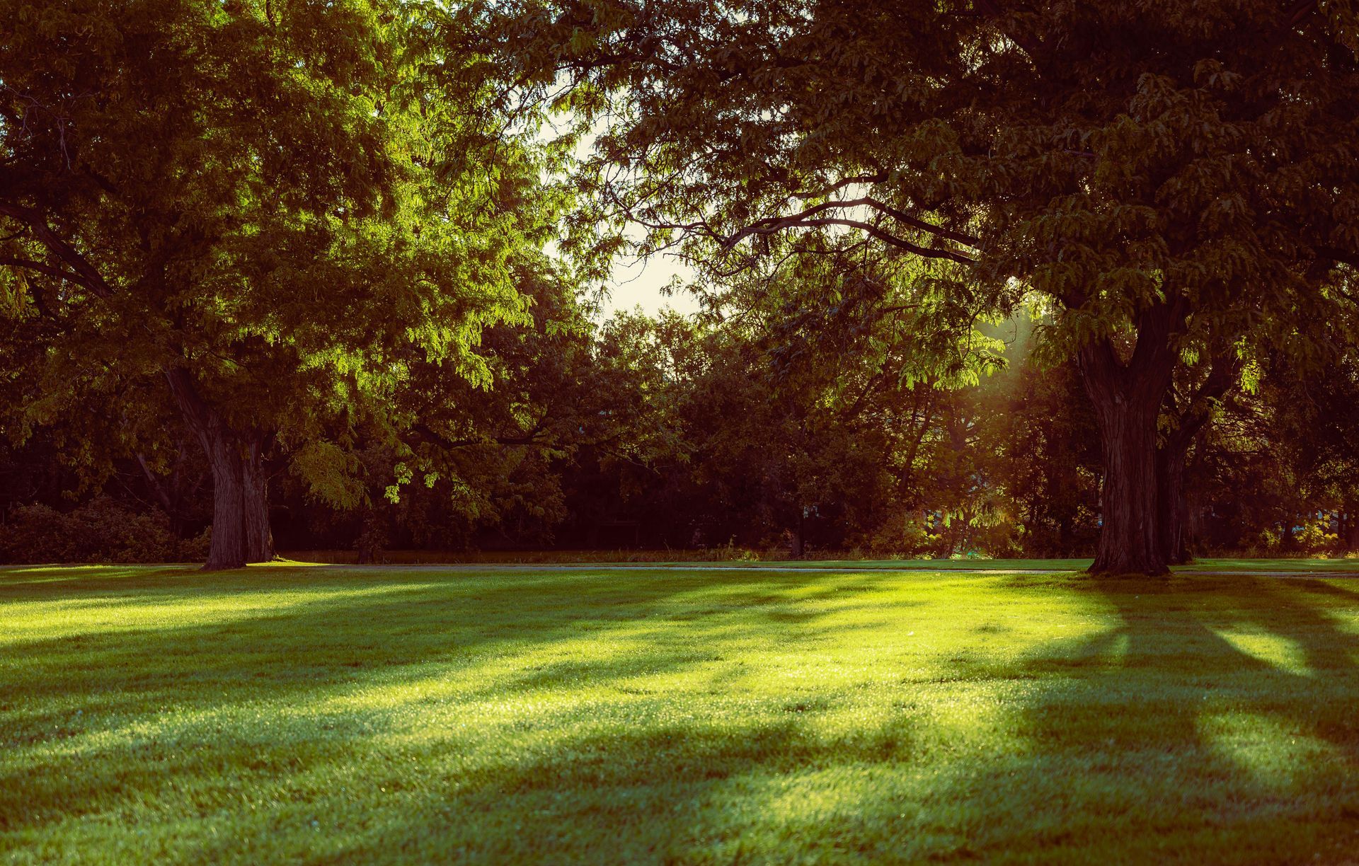 Healthy spring lawn in Lafayette, LA with fresh green growth.