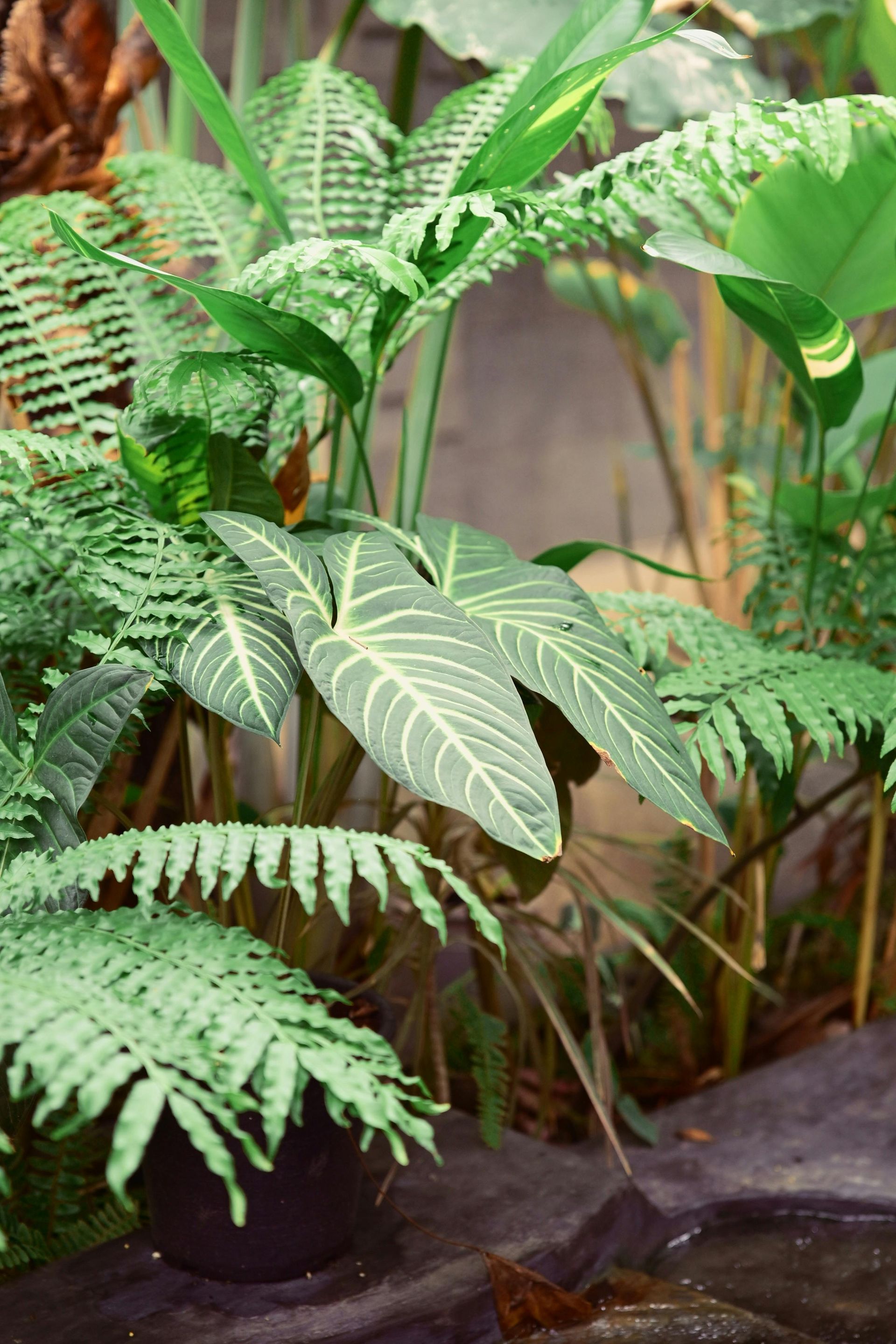 A dark-leafed plant with prominent white veins surrounded by various green ferns in a dimly lit, natural setting.