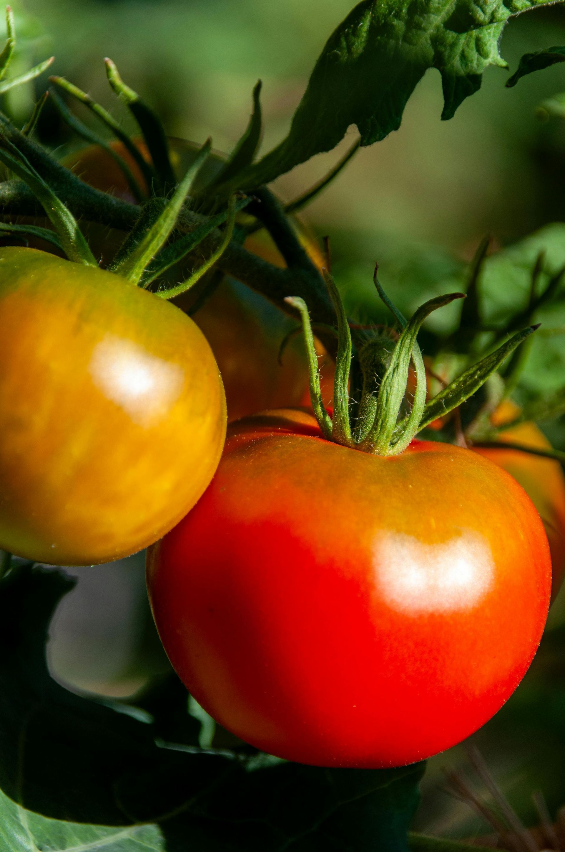 A healthy garden‑raised tomato plant, with sturdy green stems and clusters of bright, developing tomatoes.