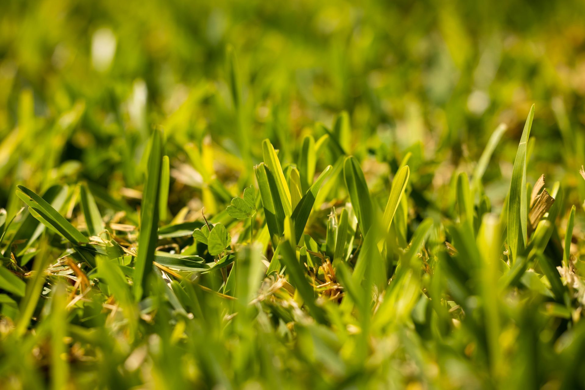Lafayette, LA St Augustine grass turning yellow