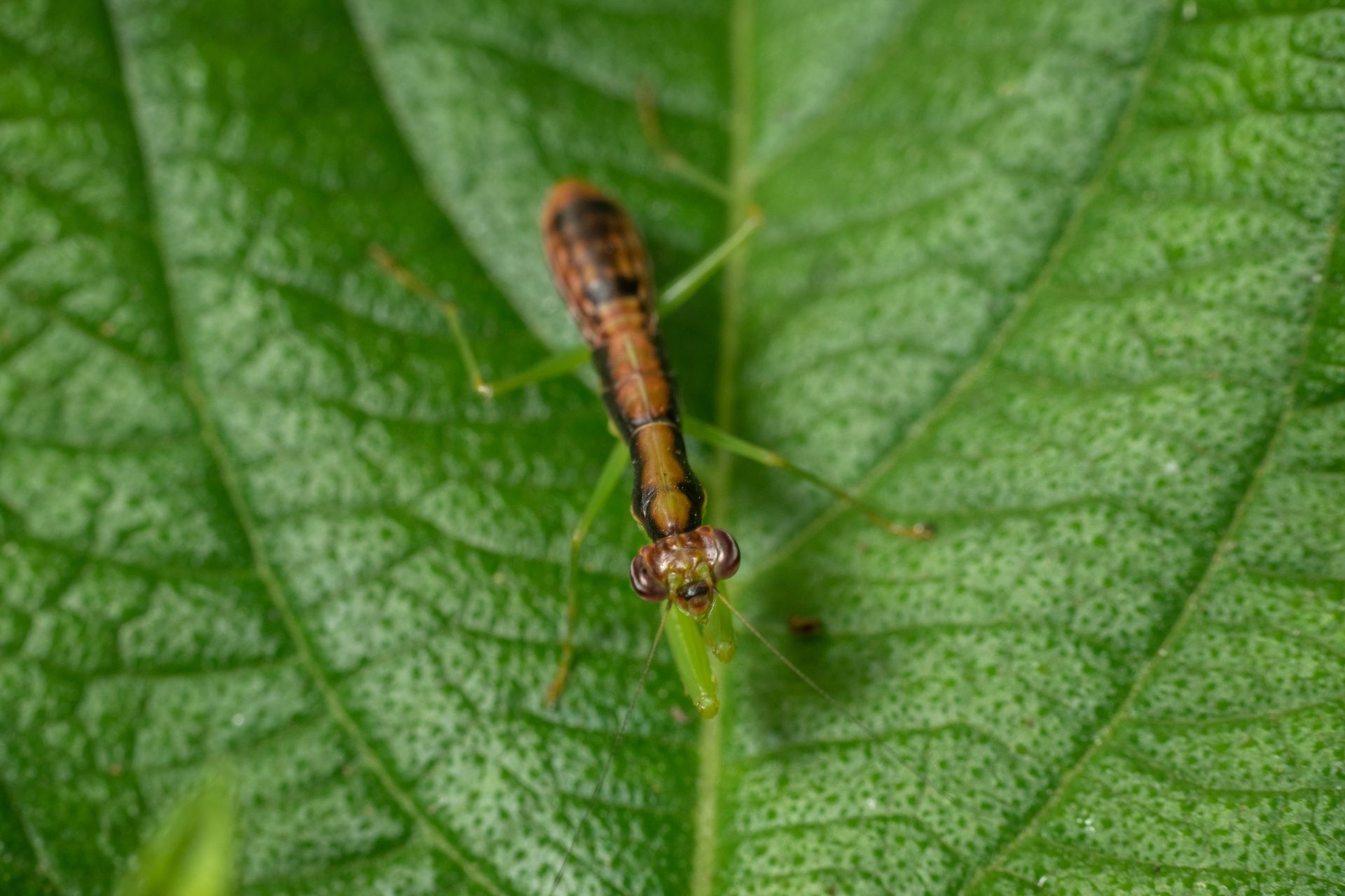 A small brown mantis nymph perched on a vibrant green, textured leaf.