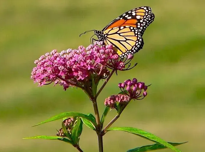 Swamp Milkweed (Asclepias incarnata) blooming in a Louisiana native garden.