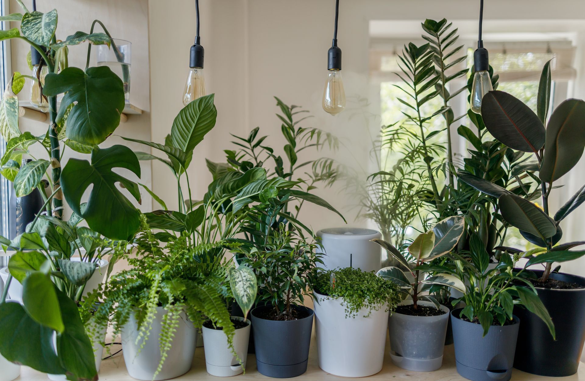 A variety of indoor houseplants in different pots arranged on a surface under three hanging pendant lights.