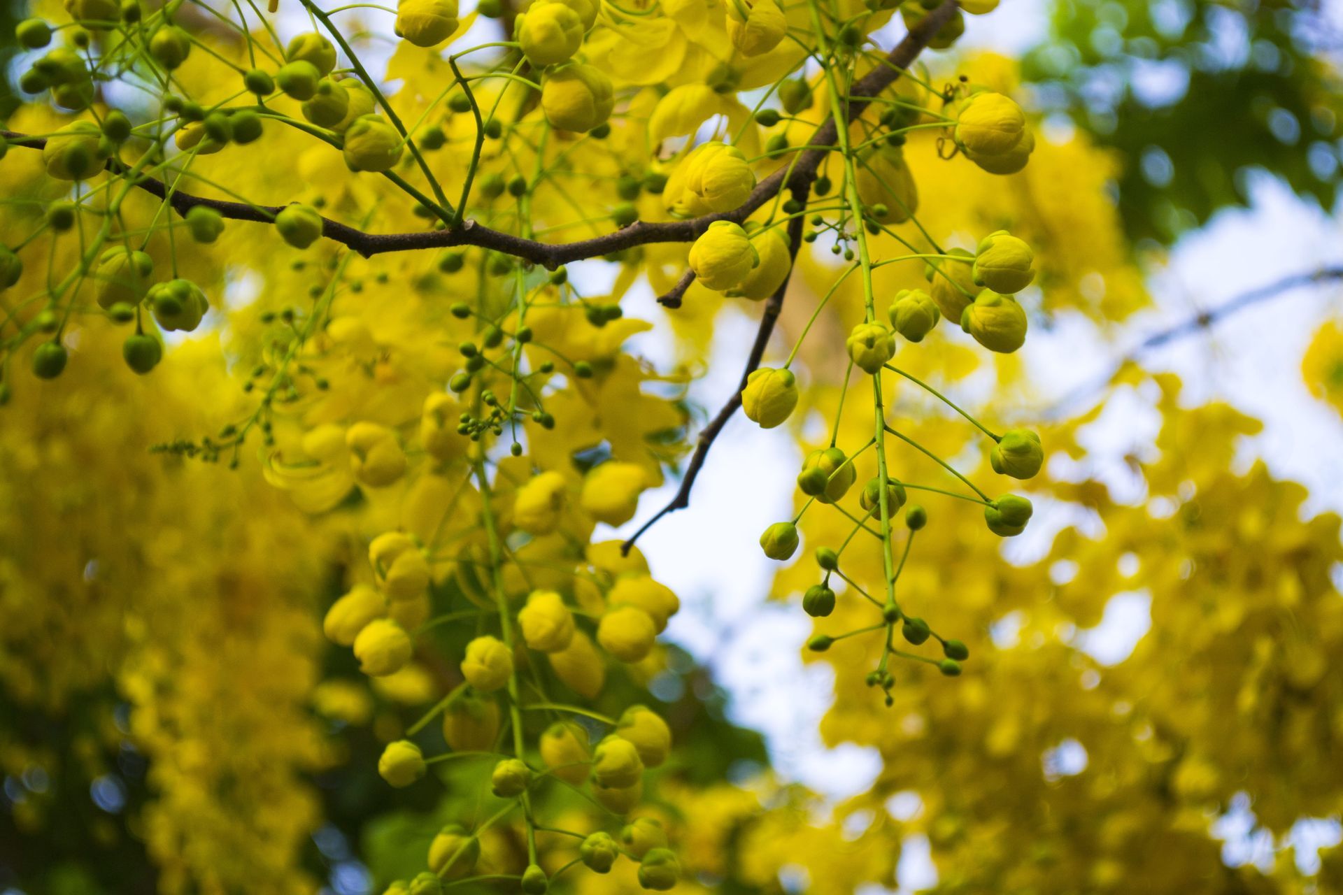 Close-up of bright yellow Golden Shower tree flowers and small green buds hanging in clusters against a soft background.