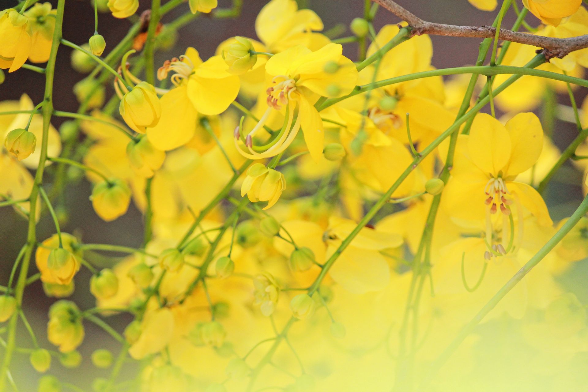 A cluster of bright yellow flowers with delicate green buds on slender stems against a blurred background.