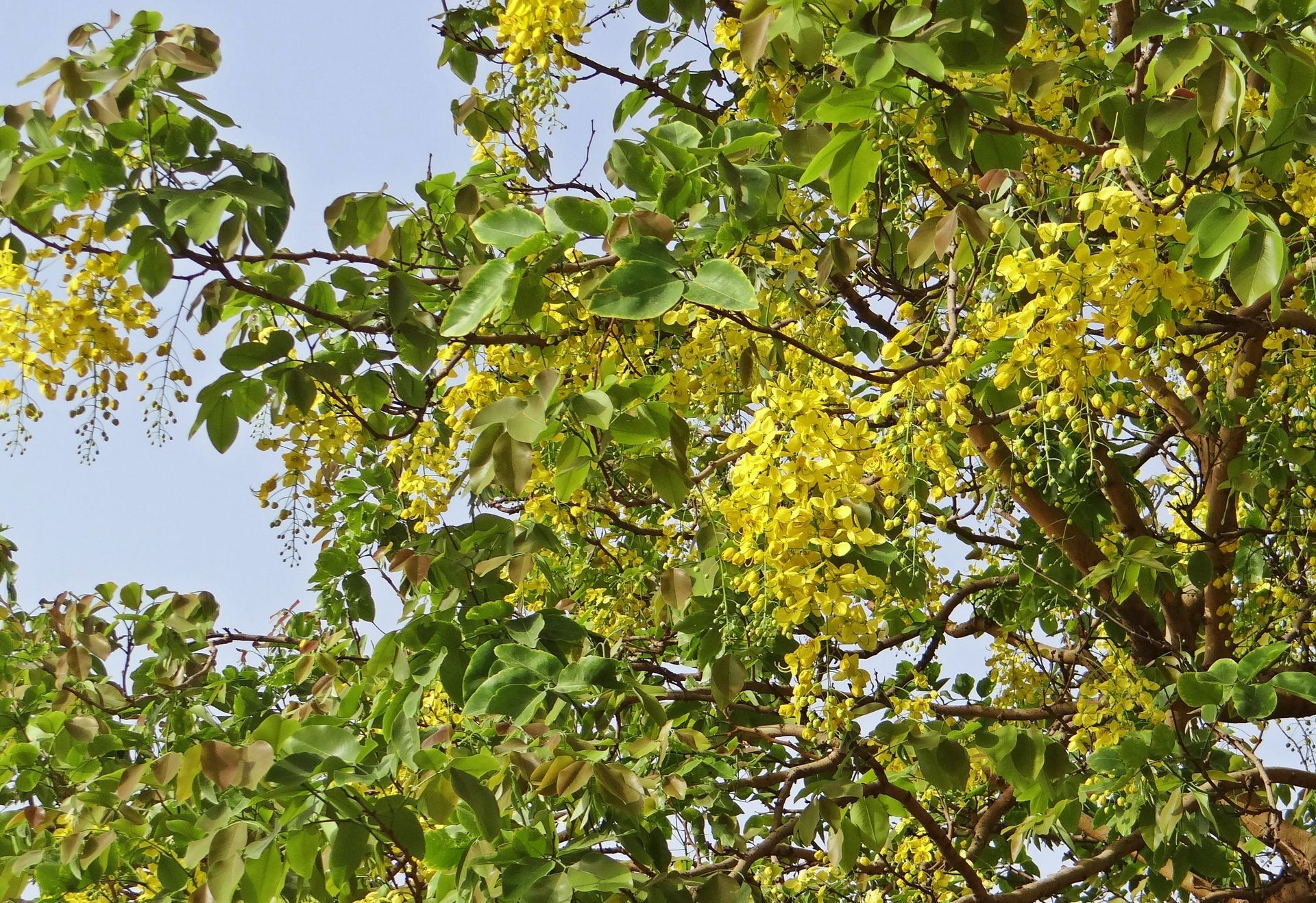 A golden shower tree with lush green foliage and long, drooping clusters of vibrant yellow flowers against a blue sky.