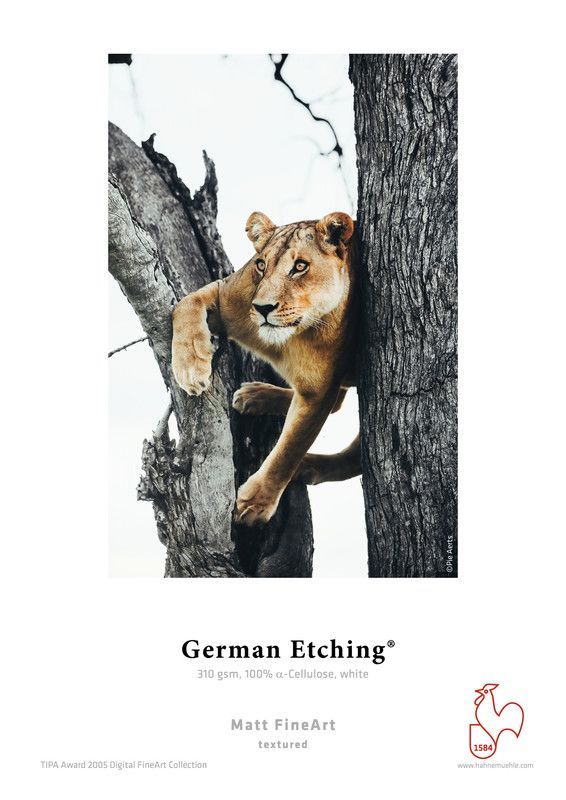 Eine Löwin sitzt auf einem Ast.