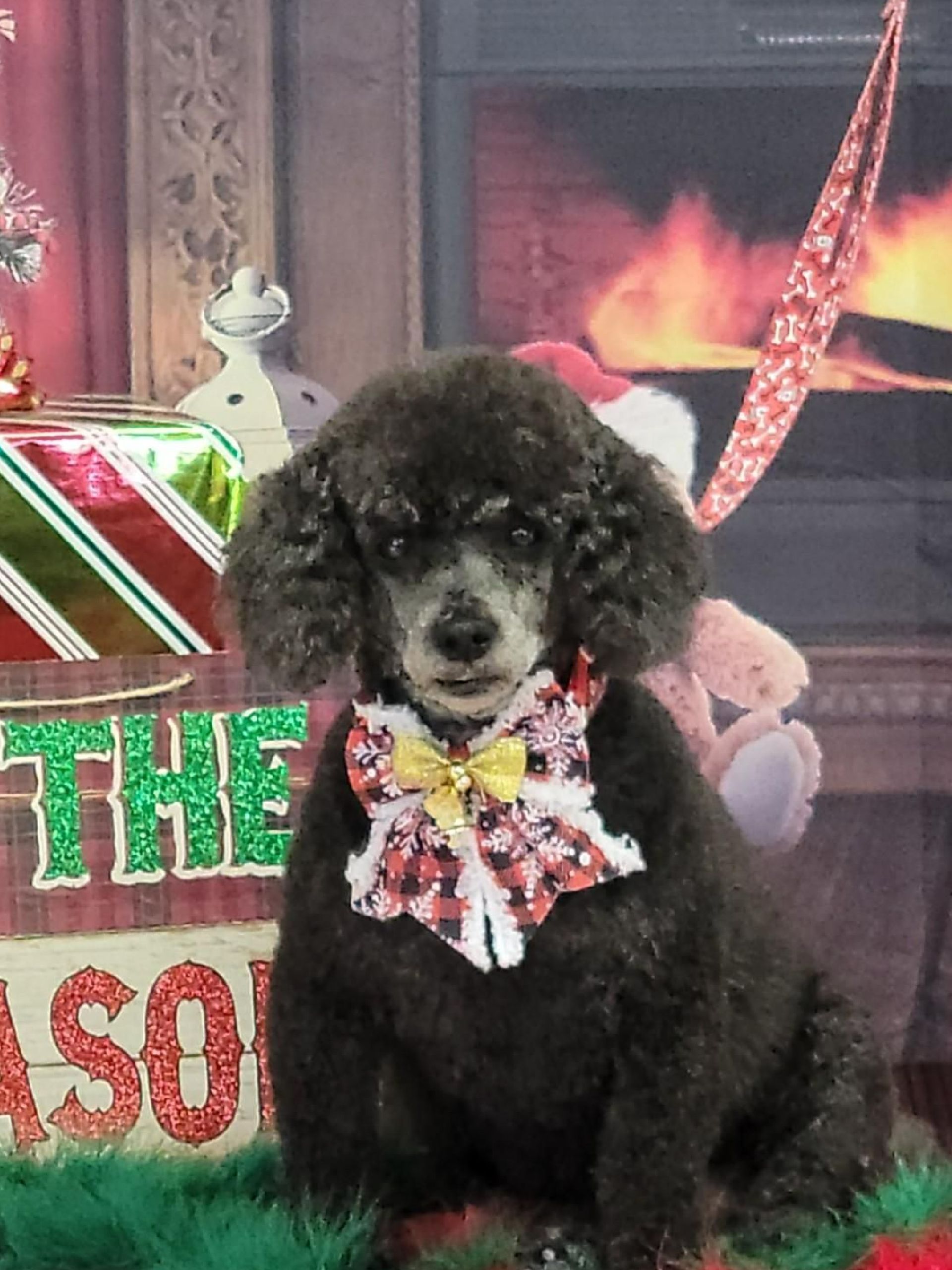 Groomers Bloomington, IL Top Dog Grooming Salon