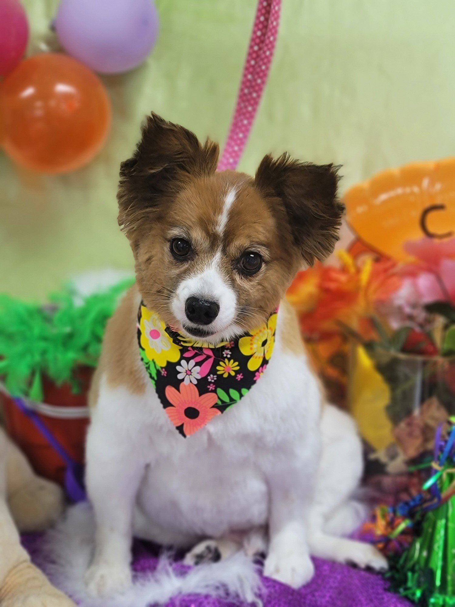 Groomers Bloomington, IL Top Dog Grooming Salon