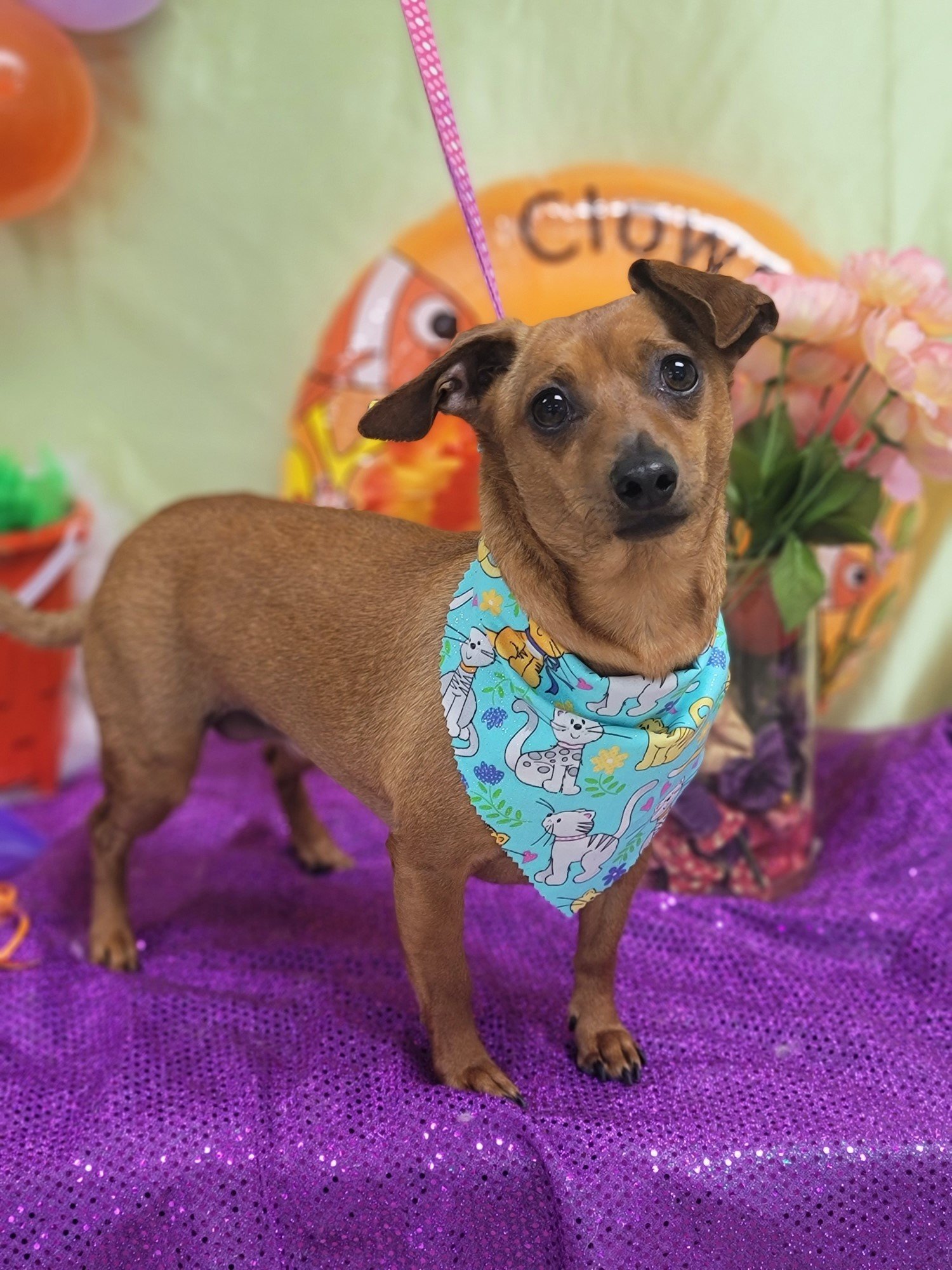 Groomers Bloomington, IL Top Dog Grooming Salon