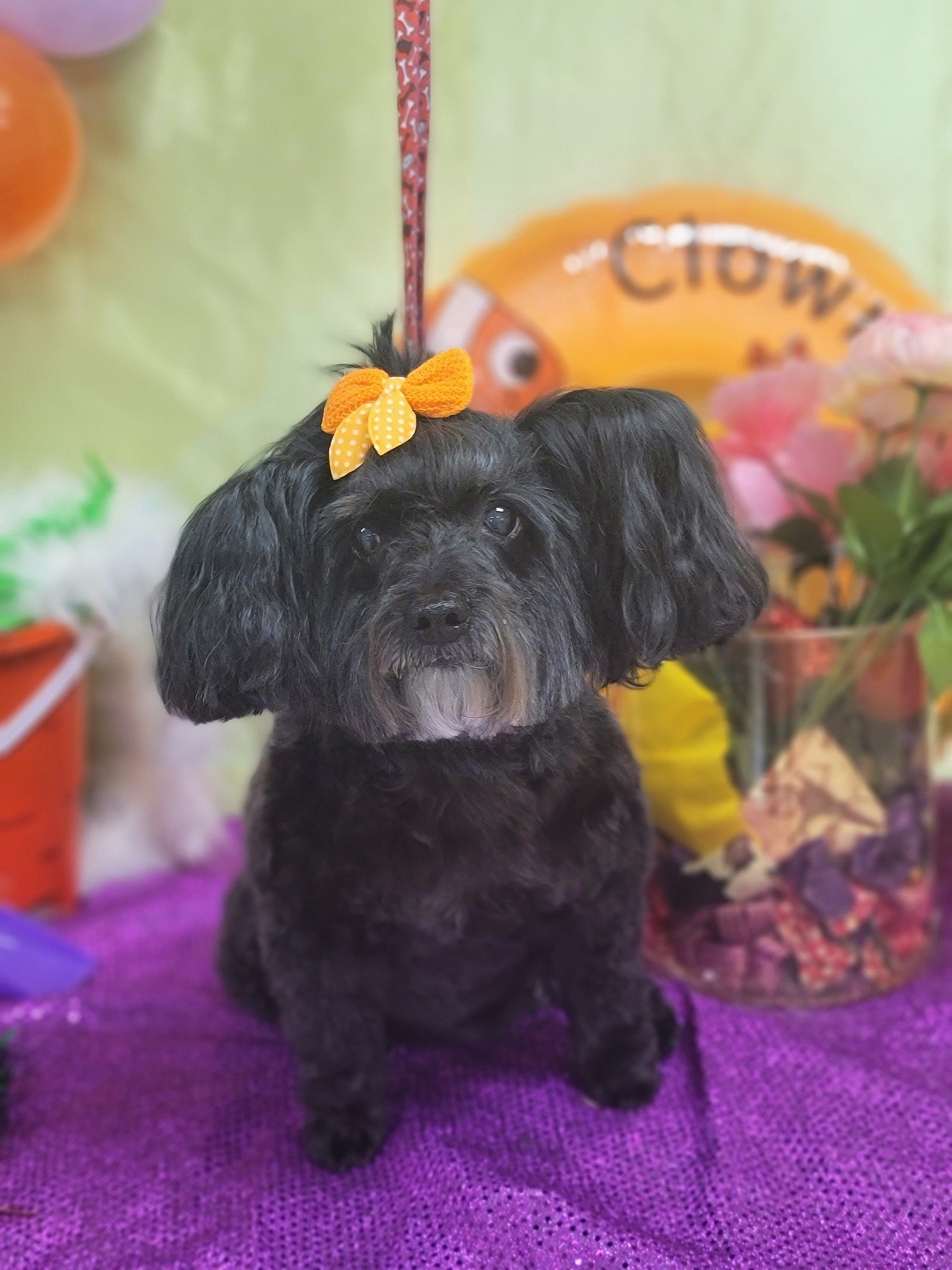 Groomers Bloomington, IL Top Dog Grooming Salon