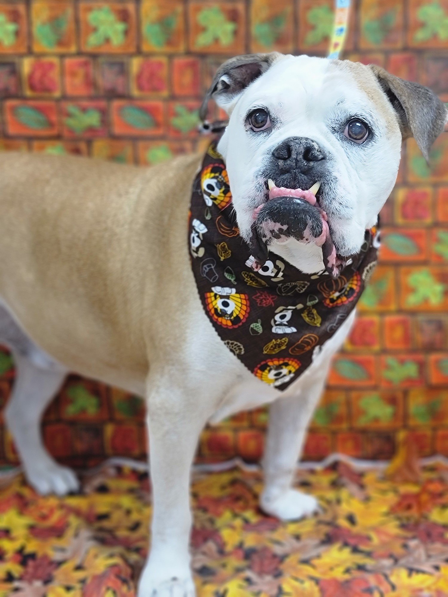 Groomers Bloomington, IL Top Dog Grooming Salon