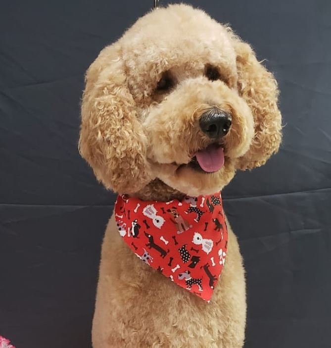 Groomers Bloomington, IL Top Dog Grooming Salon