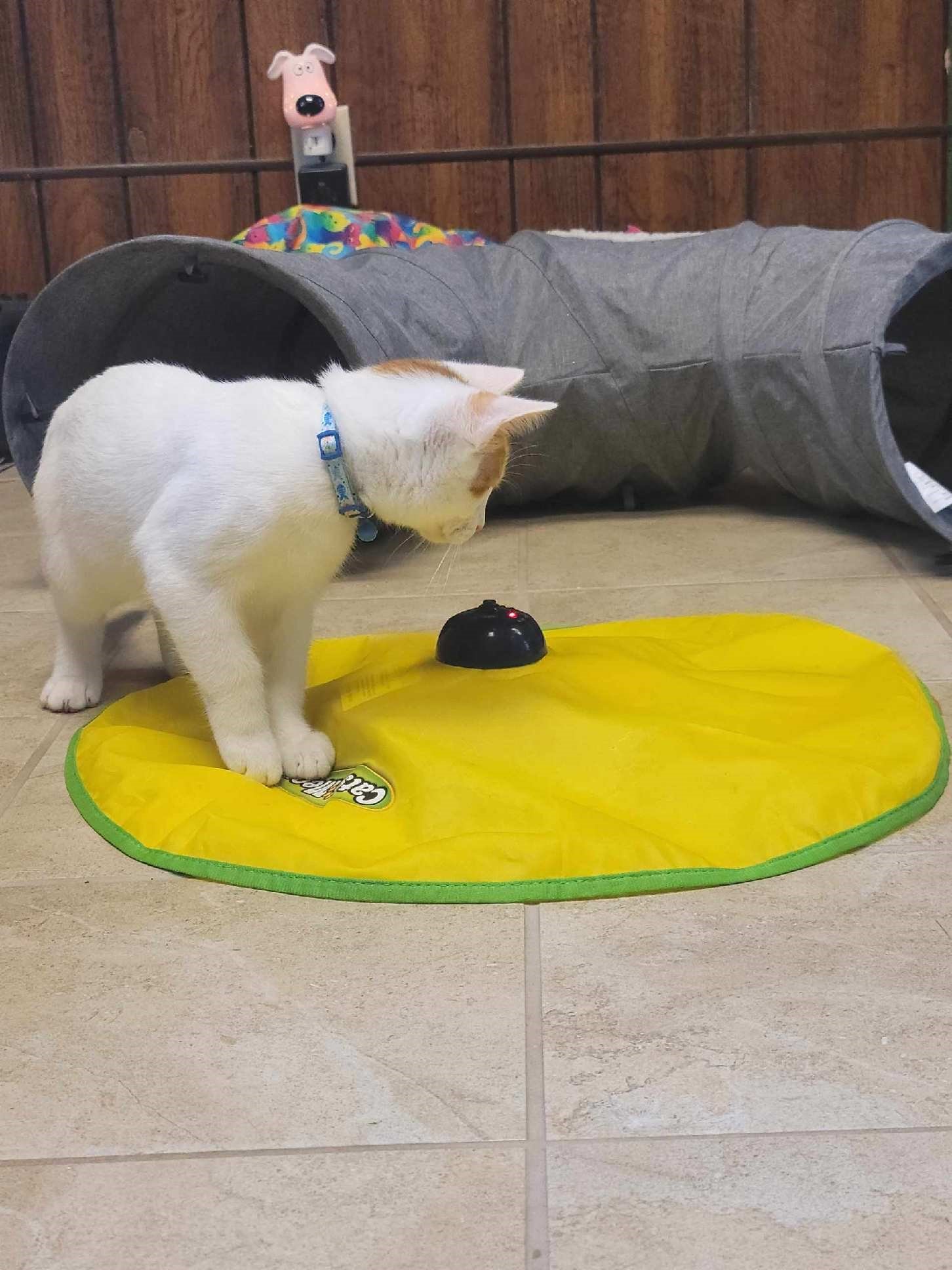 Feline Condos Bloomington, IL Top Dog Grooming Salon