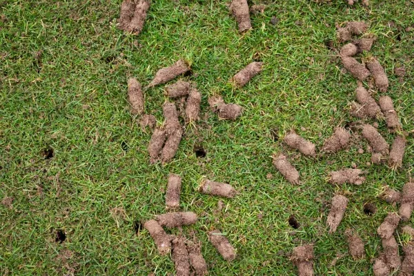 Grass overseeding service in Spring Grove PA filling thin lawn areas and encouraging dense turf growth