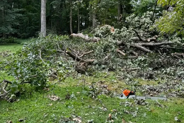 Dead and diseased tree removal in Spring Grove PA improving property safety and preventing potential tree hazards