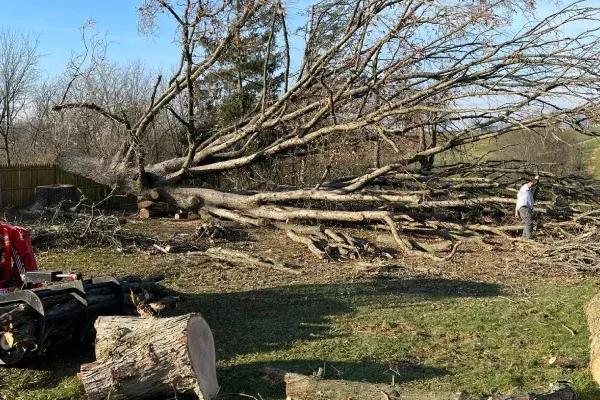 Hazardous tree removal in Spring Grove PA safely removing unstable trees that threaten homes driveways and surrounding property structures