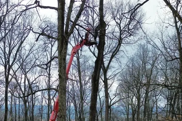 Professional tree pruning in Spring Grove PA removing dead or overgrown branches to promote healthy tree growth