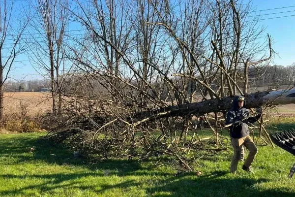 Professional tree removal in Spring Grove PA safely eliminating hazardous damaged and unwanted trees from residential properties