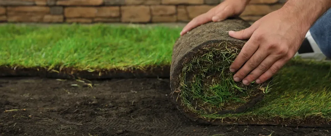 sod vs seed guide york county pa