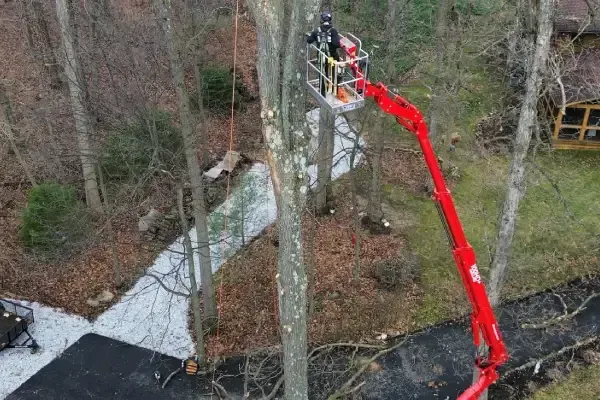 Tree care experts in Spring Grove PA providing pruning, stump grinding, and healthy tree maintenance for any property