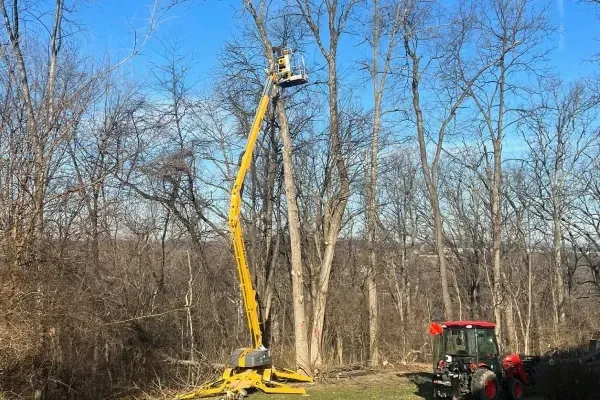 Tree care and maintenance in Spring Grove PA improving tree health longevity and overall landscape beauty