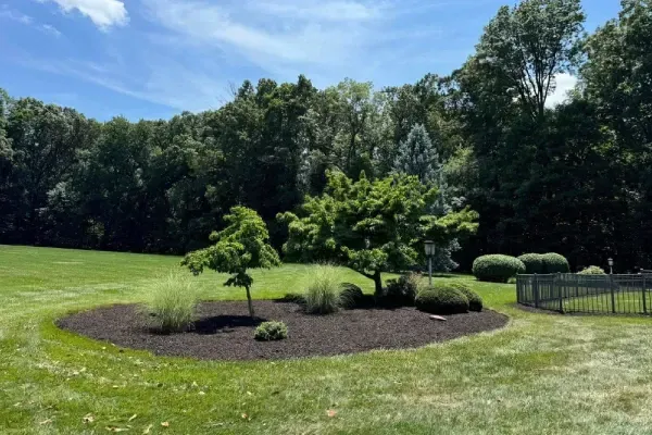 tree installation in Spring Grove PA planting and establishing trees to improve outdoor aesthetics and environmental health