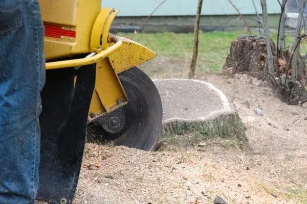 Tree stump removal in Spring Grove PA eliminating old stumps to create a clean and usable outdoor space
