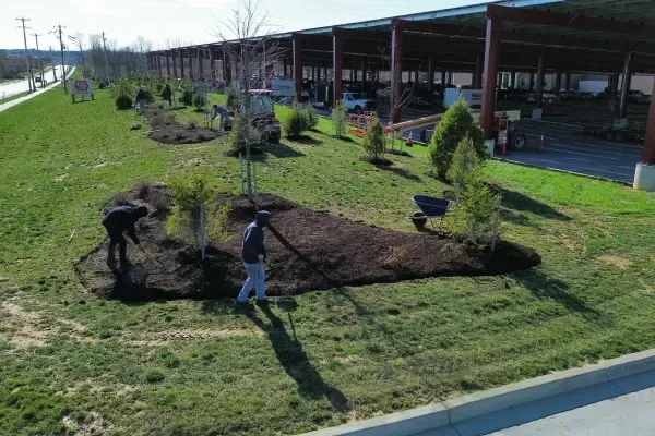 Tree transplanting services in Spring Grove PA safely relocating mature trees to improve landscape design and property layout